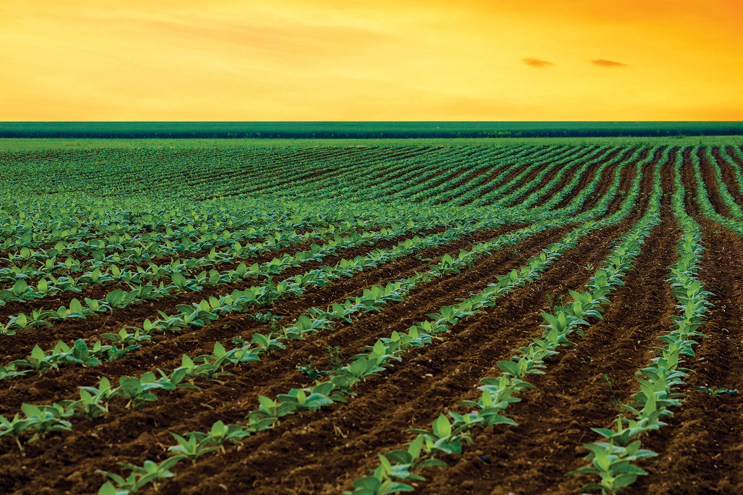 Seedling farm photo